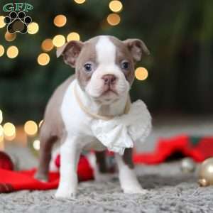 Marla, Boston Terrier Puppy